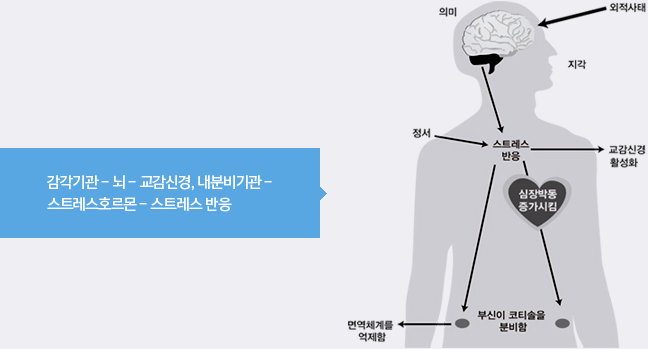 감각기관 - 뇌 - 교감신경, 내분비기관 -  스트레스호르몬 - 스트레스 반응